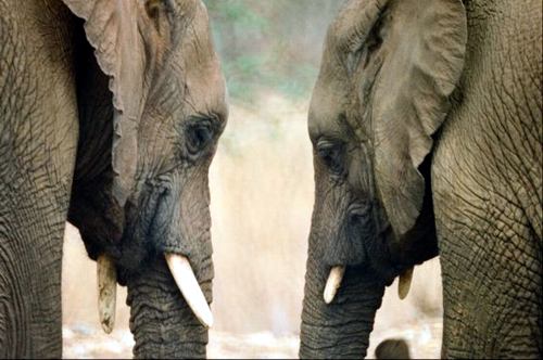 animal-secret-02.JPG
