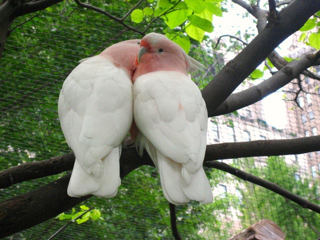 lovebirds.jpg