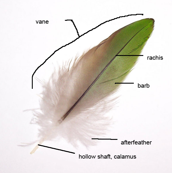 Parts_of_feather.jpg