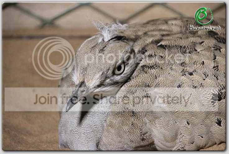 IMG_0981Small_zpsbff70a92.jpg