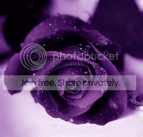 Violet_Roses.jpg