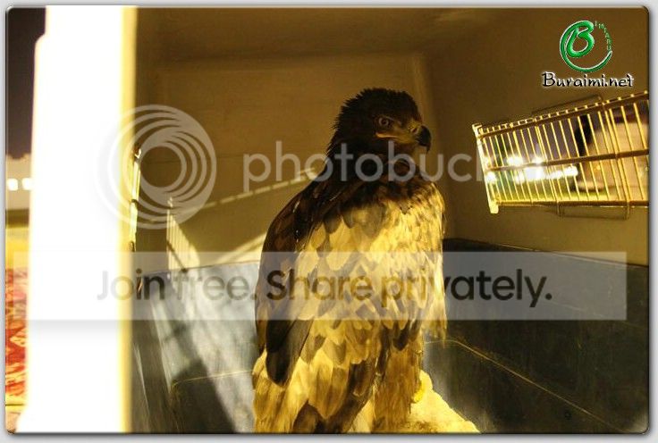 IMG_0918Small_zpsff66df9d.jpg