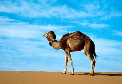 arabian-camel.jpg