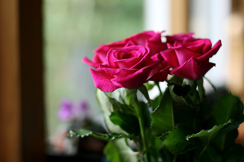 tumblr_lk81f2ZbXx1qcnpsvo1_500.jpg
